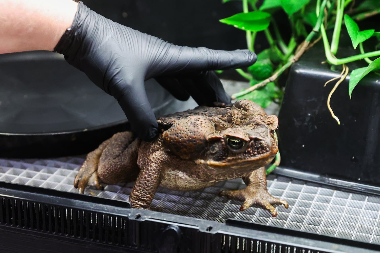 Buckhead-based Amphibian Foundation poised for relocation