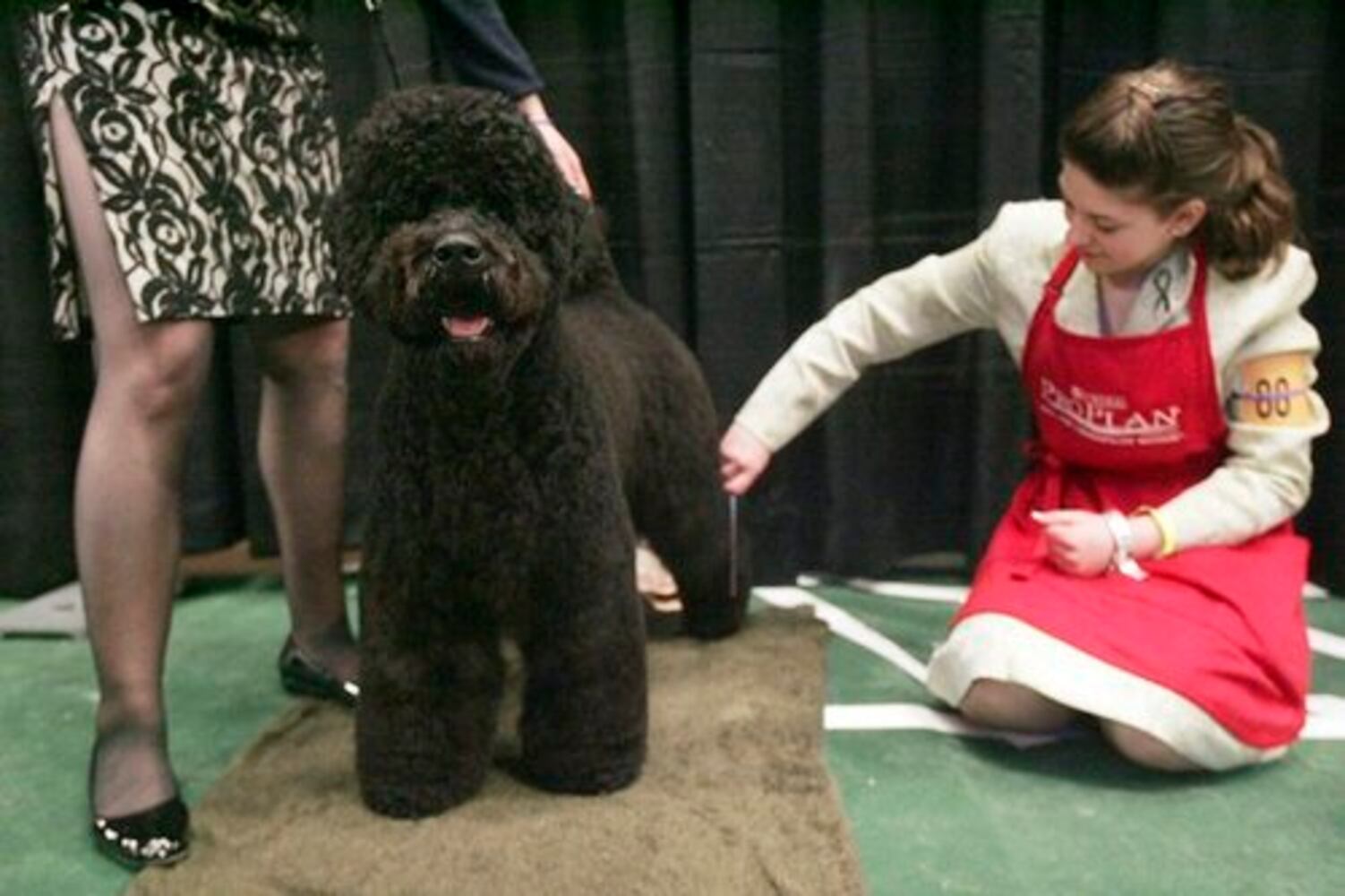 Popular hypoallergenic dogs