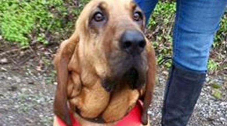 (Facebook/Elkmont Half Marathon - The Trackless Train Trek)