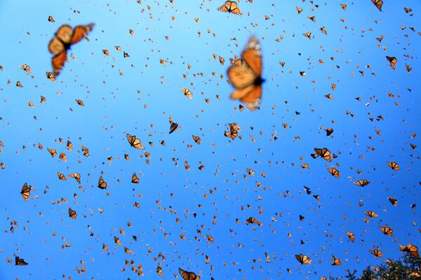 The mysterious migration of monarch butterflies is the subject of "Flight of the Butterflies," an Imax film opening at Fernbank Museum of Natural History on Jan. 4.