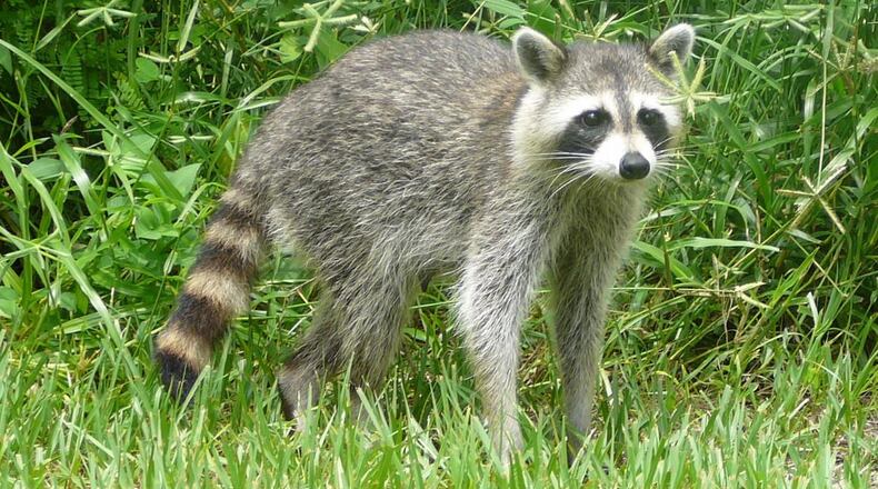 A rabid raccoon was found recently at Graves Park in Norcross. File Photo