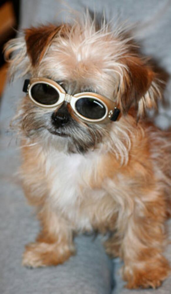 Atlanta's Top Dogs: 6. Yorkshire terriers