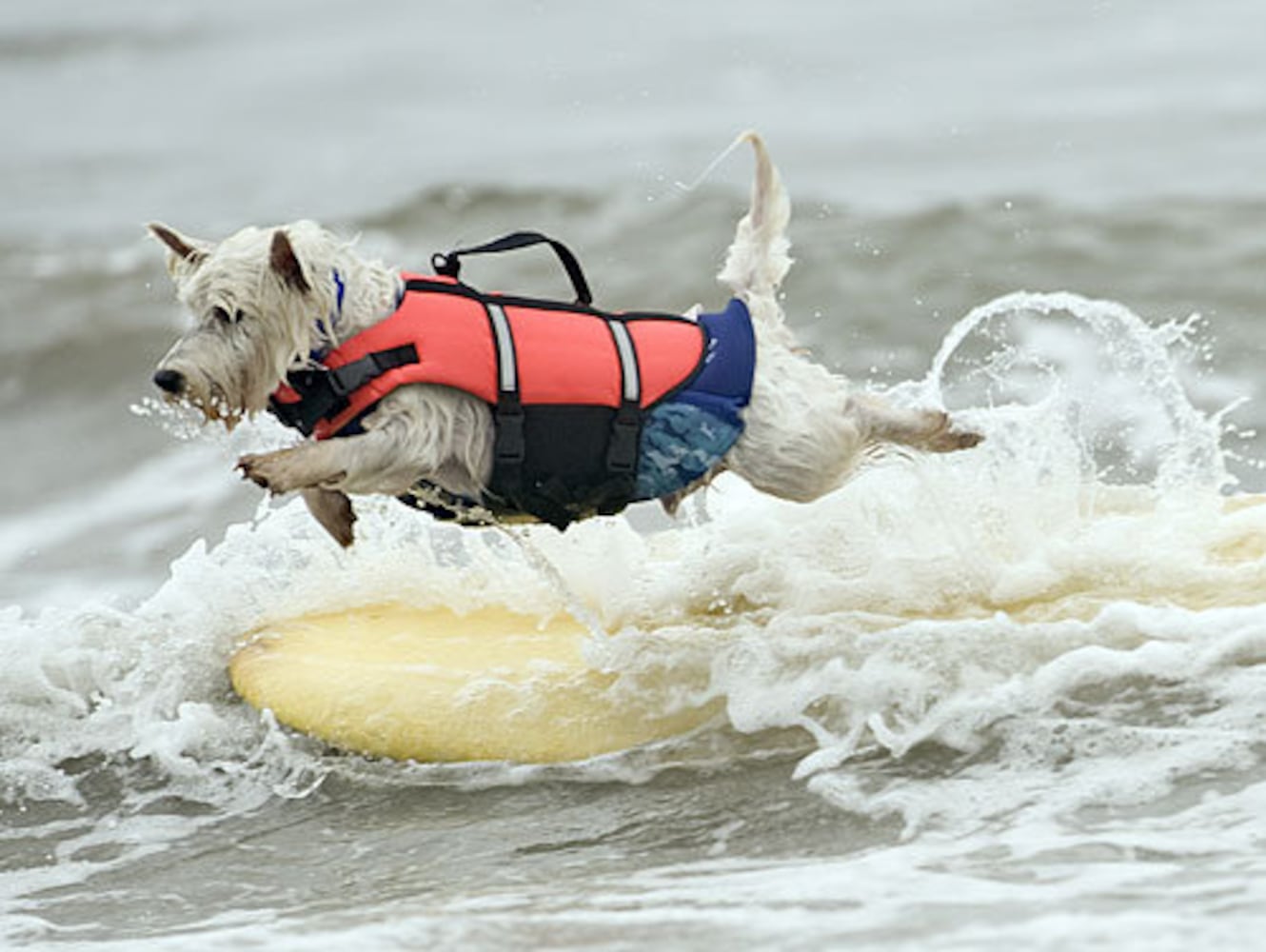 Surfer dogs shoot the curl at contest