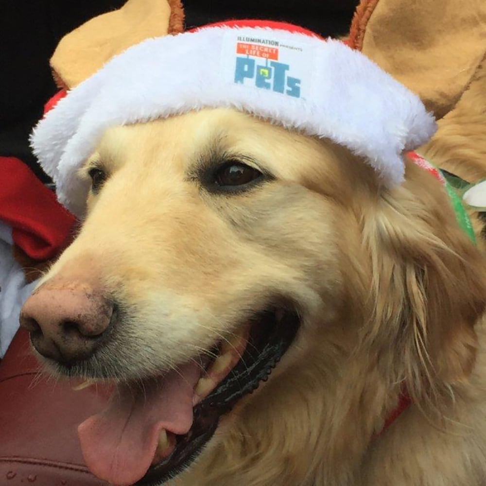 Casper the therapy dog