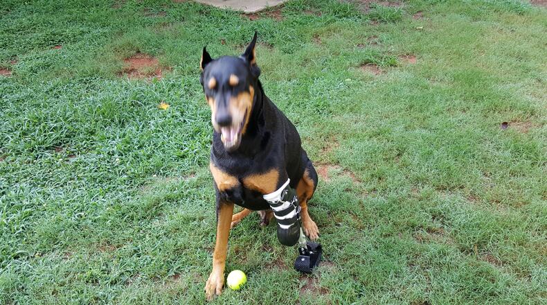 Abel, the Doberman, is seen here with his new prosthetic leg, which helped him walk again after his leg was partly amputated. Photo contributed by the Batchelor family