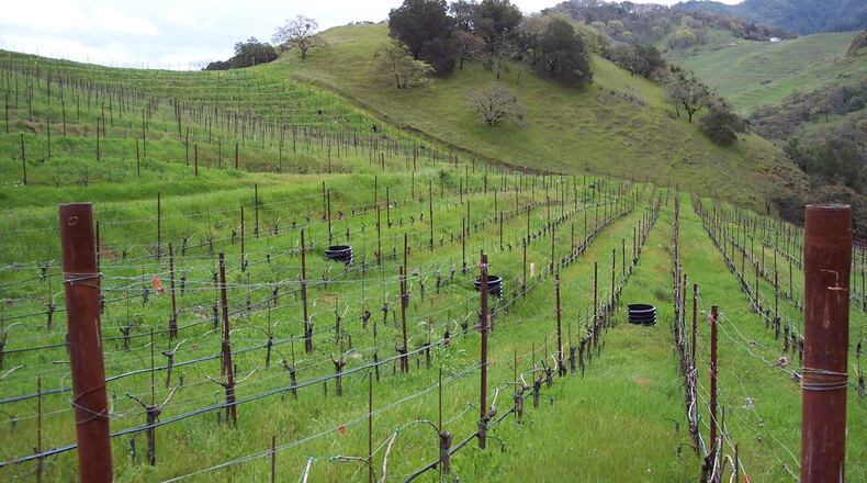 Cover crops protect the soil at a hillside vineyard in California's Napa Valley. The ground cover is intended to reduce soil erosion. Credit: Laurel Marcus