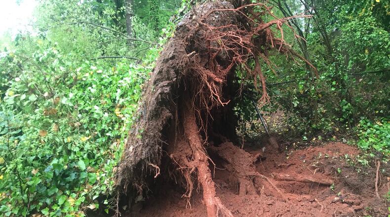 The tree, nearly 100 feet tall, fell onto the house on Woodacres Road in Chamblee around 5:30 a.m.