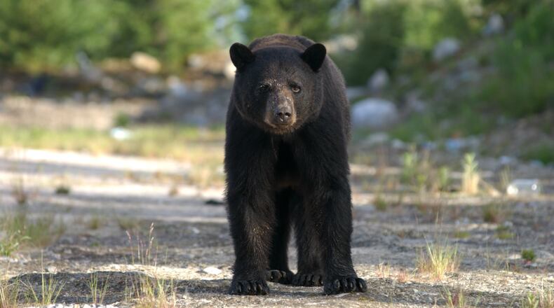 Bears (not this one, probably) have been seen north of the Perimeter as spring has begun.