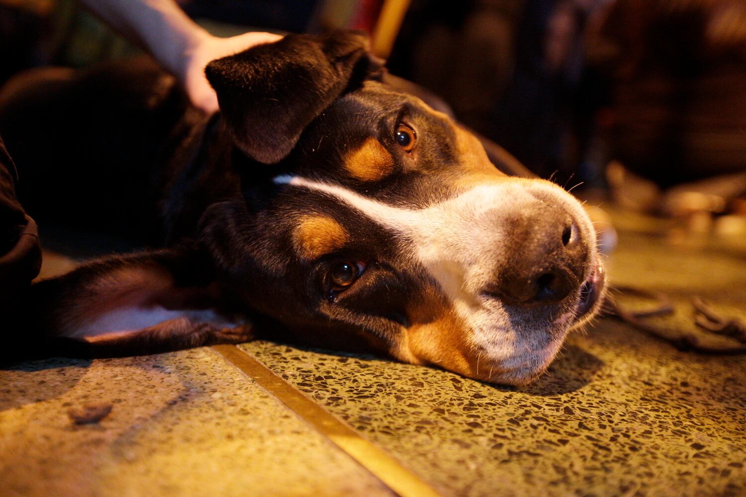 137th Westminster Dog Show