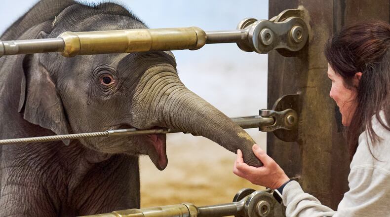 Linh Mai, a 10-week-old Asian elephant calf, touches the hand of elephant keeper Becky Shore, during the calf's public debut at the National Zoo, Wednesday April 22, 2026, in Washington. (AP Photo/Jacquelyn Martin)
