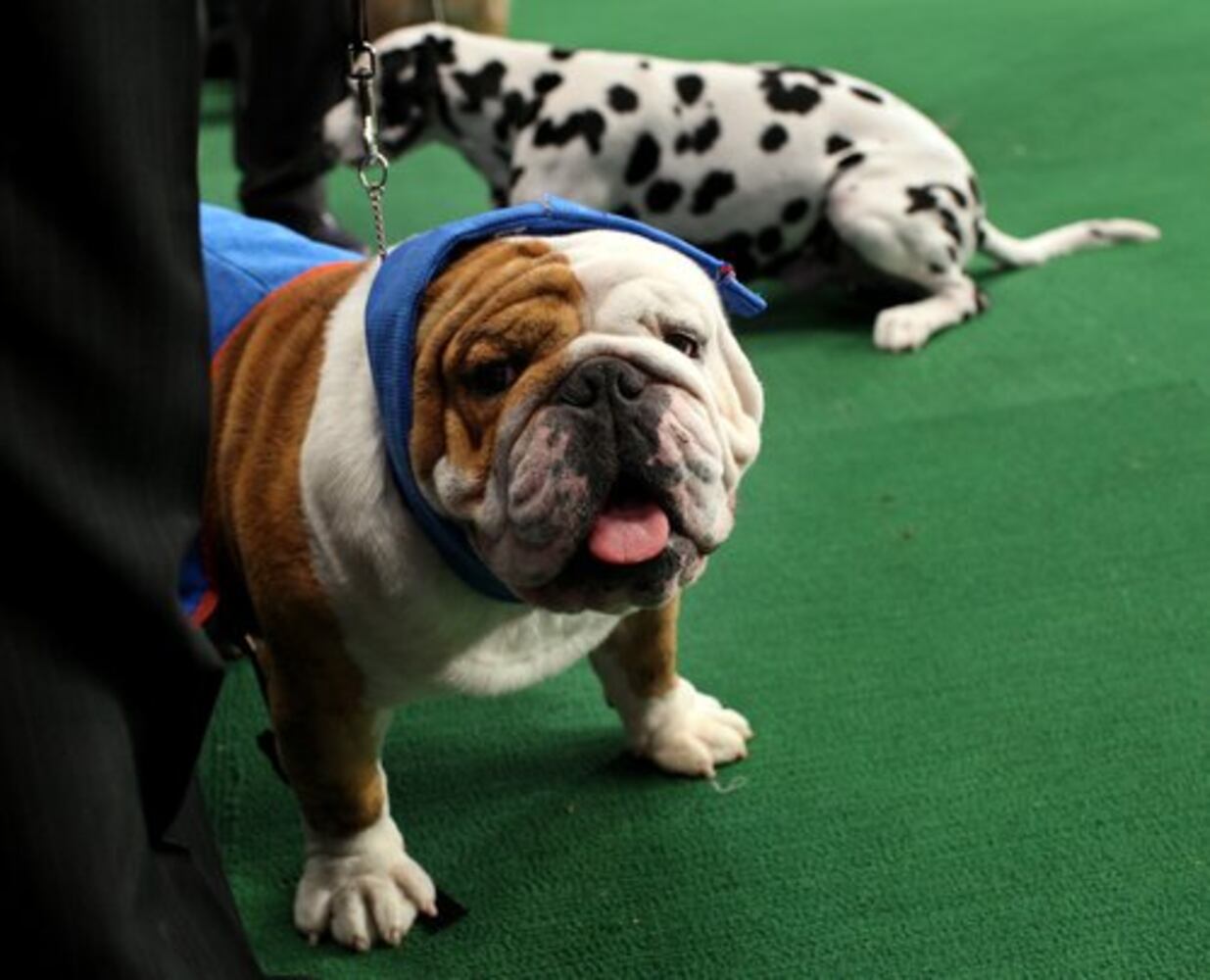 136th Annual Westminster Kennel club dog show