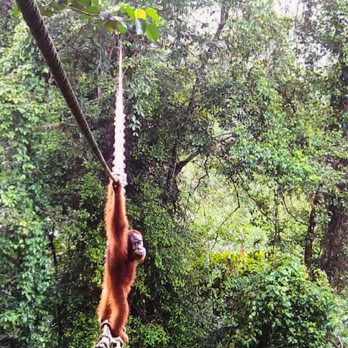 In this undated photo provided by Sumatran Orangutan Society/TaHuKah, a Sumatran orangutan crosses a canopy bridge that stretches over a road in Pakpak Bharat, North Sumatra, Indonesia. (Sumatran Orangutan Society/TaHuKah via AP)