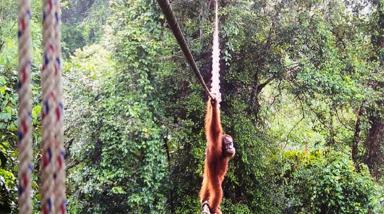 In this undated photo provided by Sumatran Orangutan Society/TaHuKah, a Sumatran orangutan crosses a canopy bridge that stretches over a road in Pakpak Bharat, North Sumatra, Indonesia. (Sumatran Orangutan Society/TaHuKah via AP)