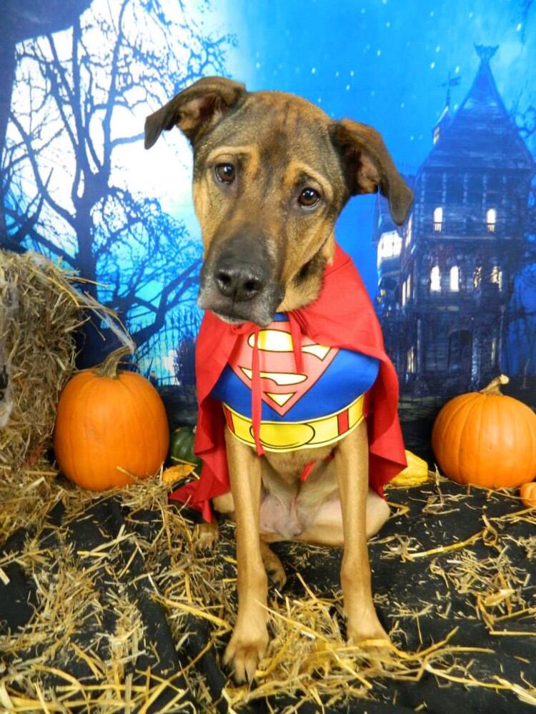 Super Dewey