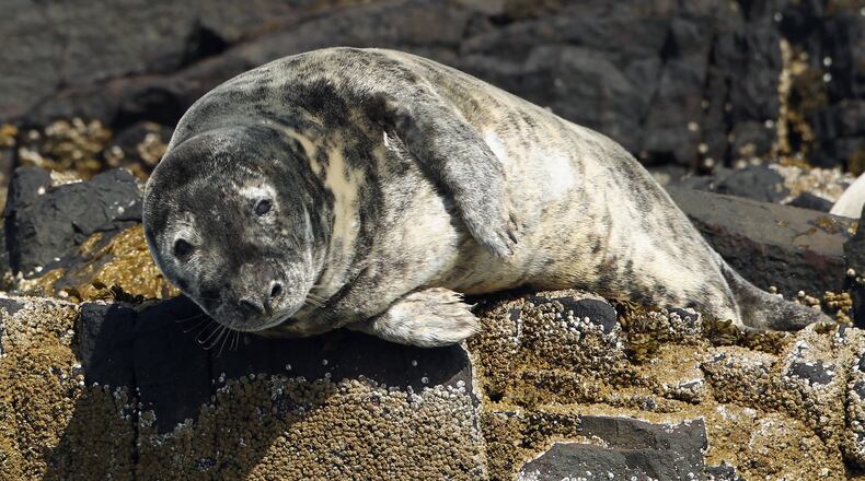 File image of a grey seal.