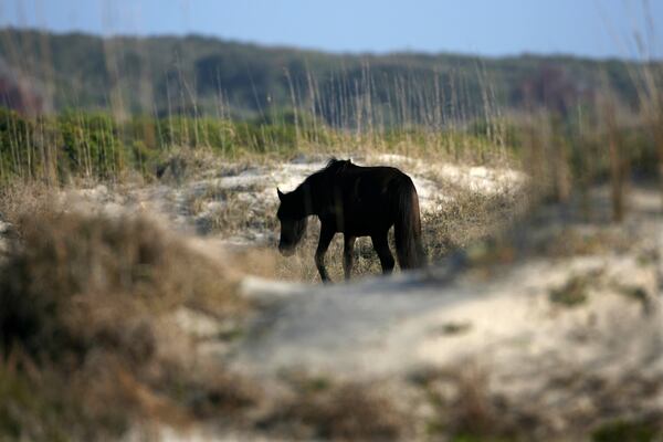 A wild horse grazes in the large secondary sand dunes on the southern end of Cumberland Island. (Curtis Compton/AJC 2007)