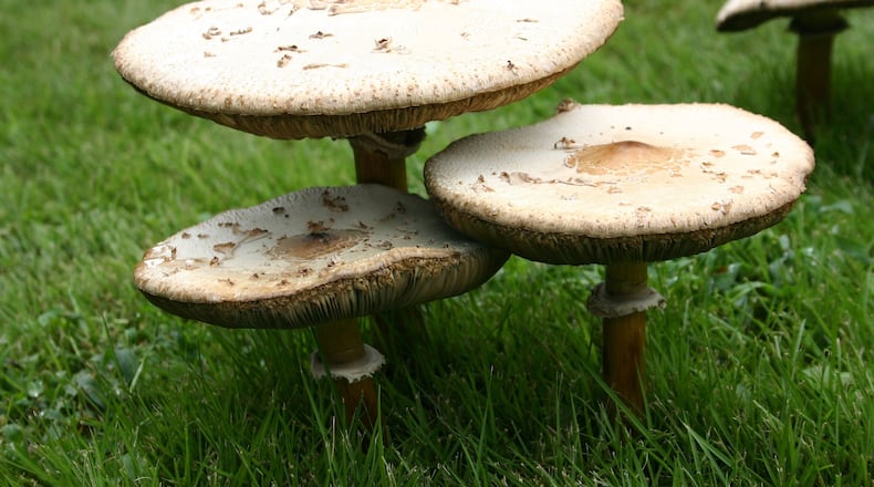 Once the underlying organic matter has decomposed, mushrooms will disappear. CONTRIBUTED BY WALTER REEVES