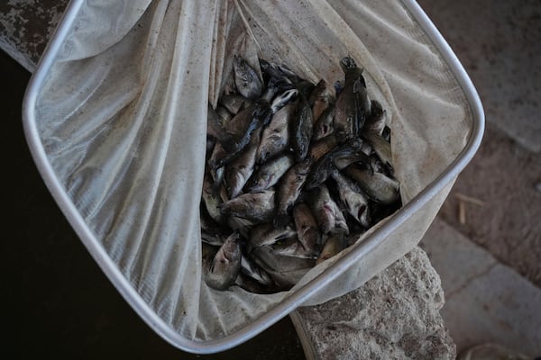 Juvenile barramundi fish sit in a net Saturday, April 19, 2025, at a Mainstream USA fish farm in Dateland, Ariz. (AP Photo/Joshua A. Bickel)