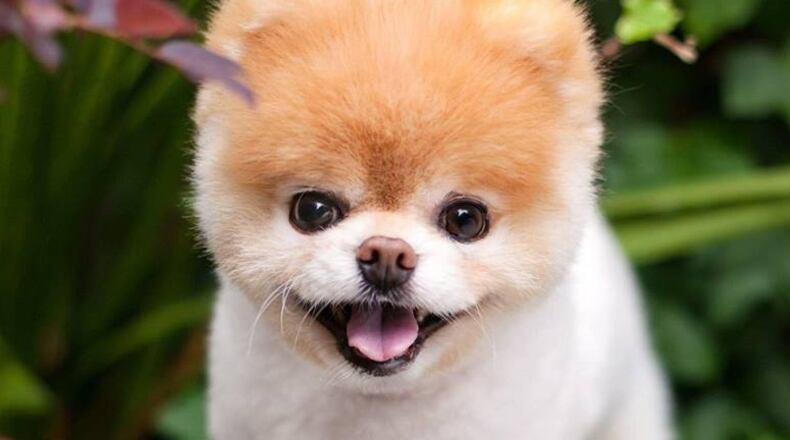 Boo, the World's Cutest Dog, died Friday. (Photo: Boo/Facebook)