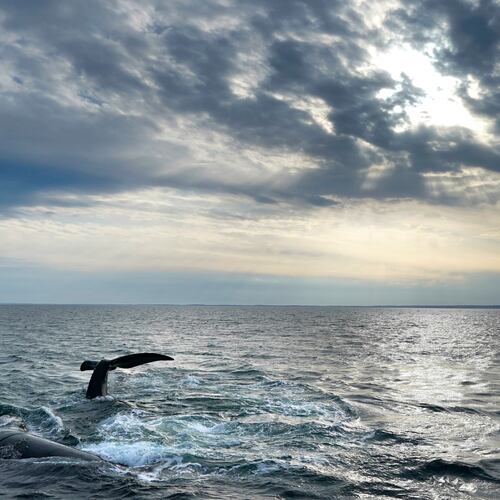 FILE - A pair of North Atlantic right whales interact at the surface of Cape Cod Bay, March 27, 2023, in Massachusetts. (AP Photo/Robert F. Bukaty, NOAA permit # 21371)