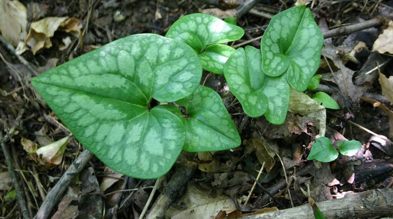Heart-shaped wild ginger leaves cover pig-shaped flowers below. CONTRIBUTED BY WALTER REEVES
