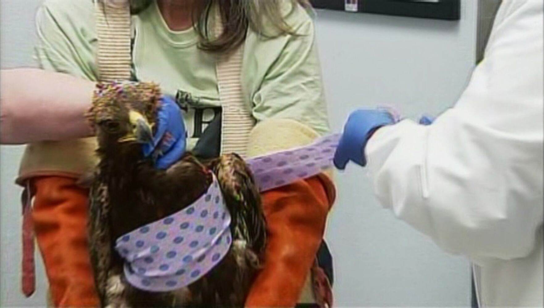 Rescued Golden Eagle