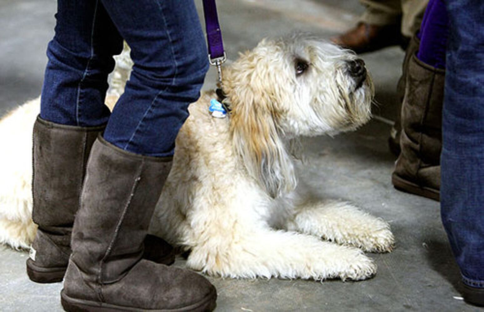 It's Me or the Dog' casting call
