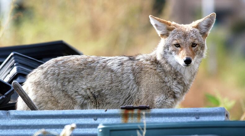 The city of Milton is warning residents to be on the lookout for coyotes.