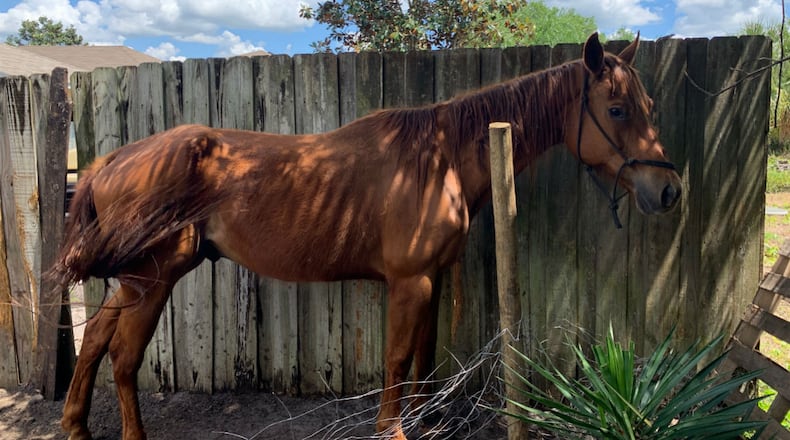 A dead and an emaciated horse were found in a suburban backyard near Tampa, Florida. (Photo: Hillsborough County Sheriff's Office)