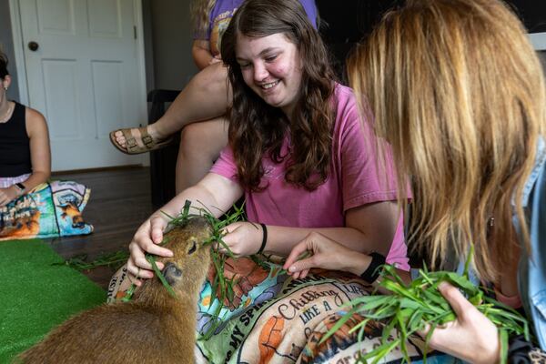 Molly Gray, 16, feeds a capybara at Capyfriends Café in Helen on Wednesday, July 23, 2025. (Arvin Temkar/AJC)