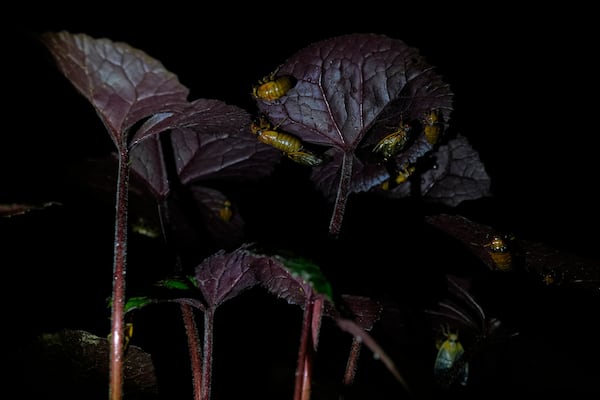 Periodical cicada nymphs and adults are seen on the underside of a begonia plant after a heavy rain, Friday, May 16, 2025, in Cincinnati. (AP Photo/Carolyn Kaster)