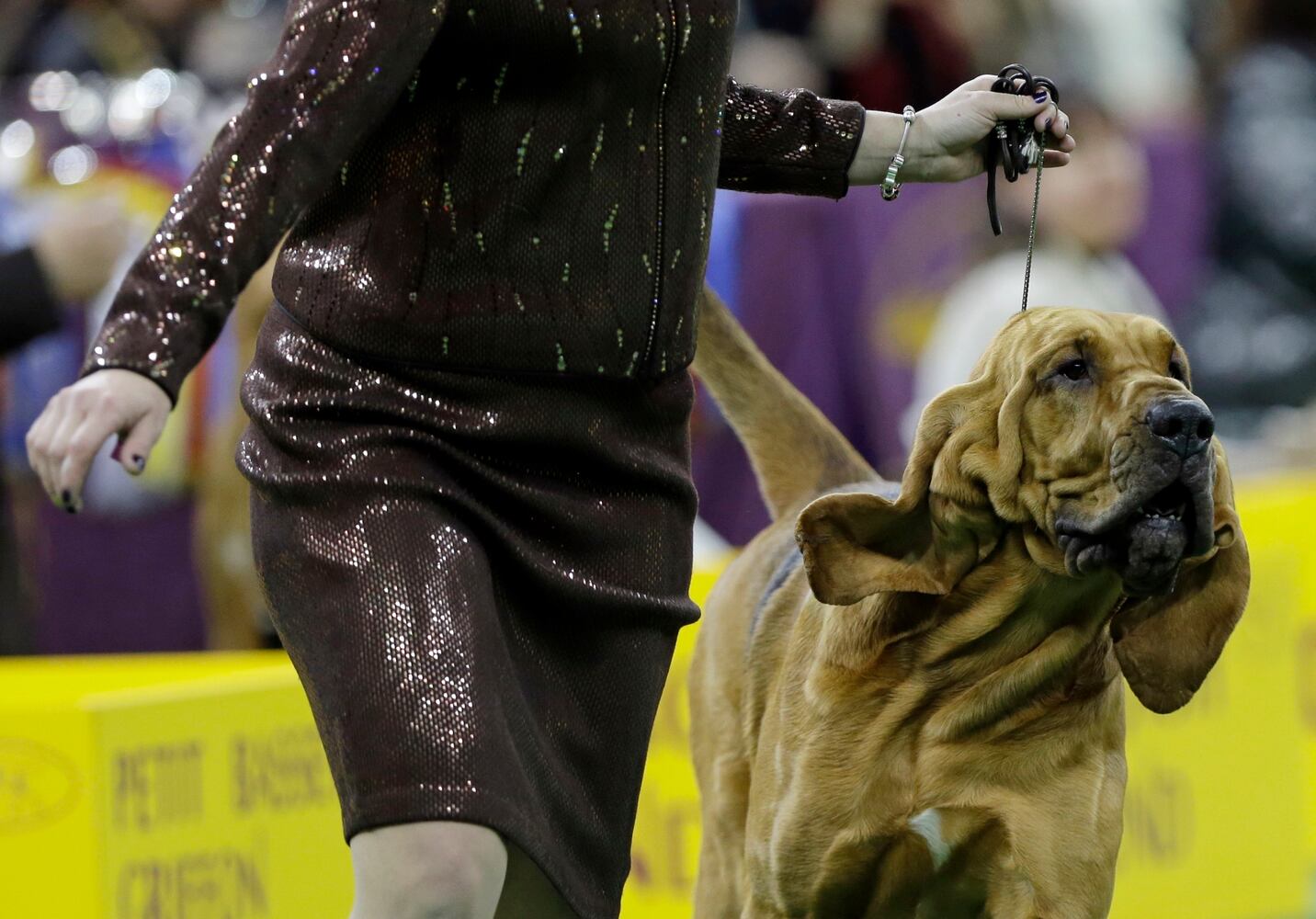 Nathan, a bloodhound, named Best of the Hound Group