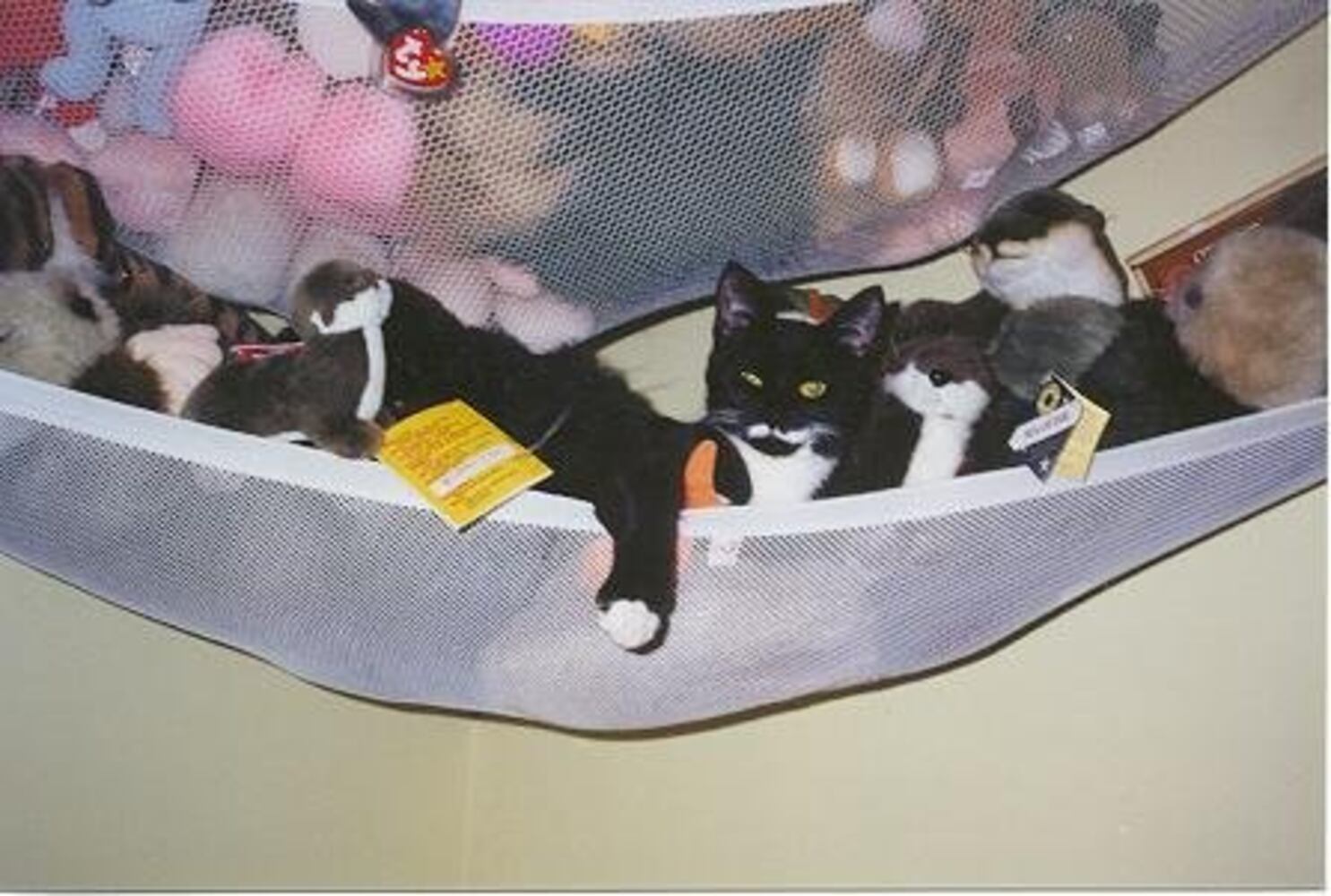 Cats Rule: Check out Sneaky Cats in Action
