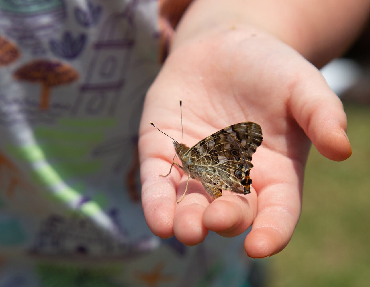 PHOTOS: Butterfly Festival 2019