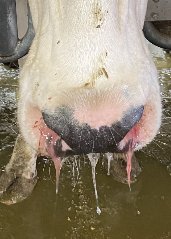 How The united states misplaced keep an eye on of the chook flu, environment the level for some other pandemic How The united states misplaced keep an eye on of the chook flu, environment the level for some other pandemic