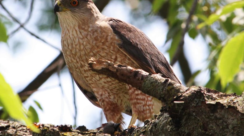 The American Ornithological Society decided to change all bird names derived from people. Some of the historical figures had questionable pasts. Some didn’t. The society decided to make it a clean sweep. The Cooper's Hawk is one of the birds that will undergo a name change next year. The bird was named for William Cooper (1798-1864), a New York scientist.
(Courtesy of Sagamore66/Creative Commons)