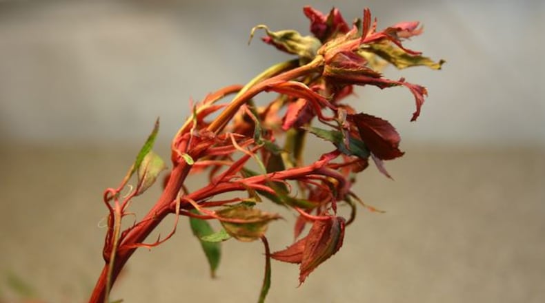 There is no treatment for the rose rosette virus, which is devastating to roses of all varieties but not other plants.