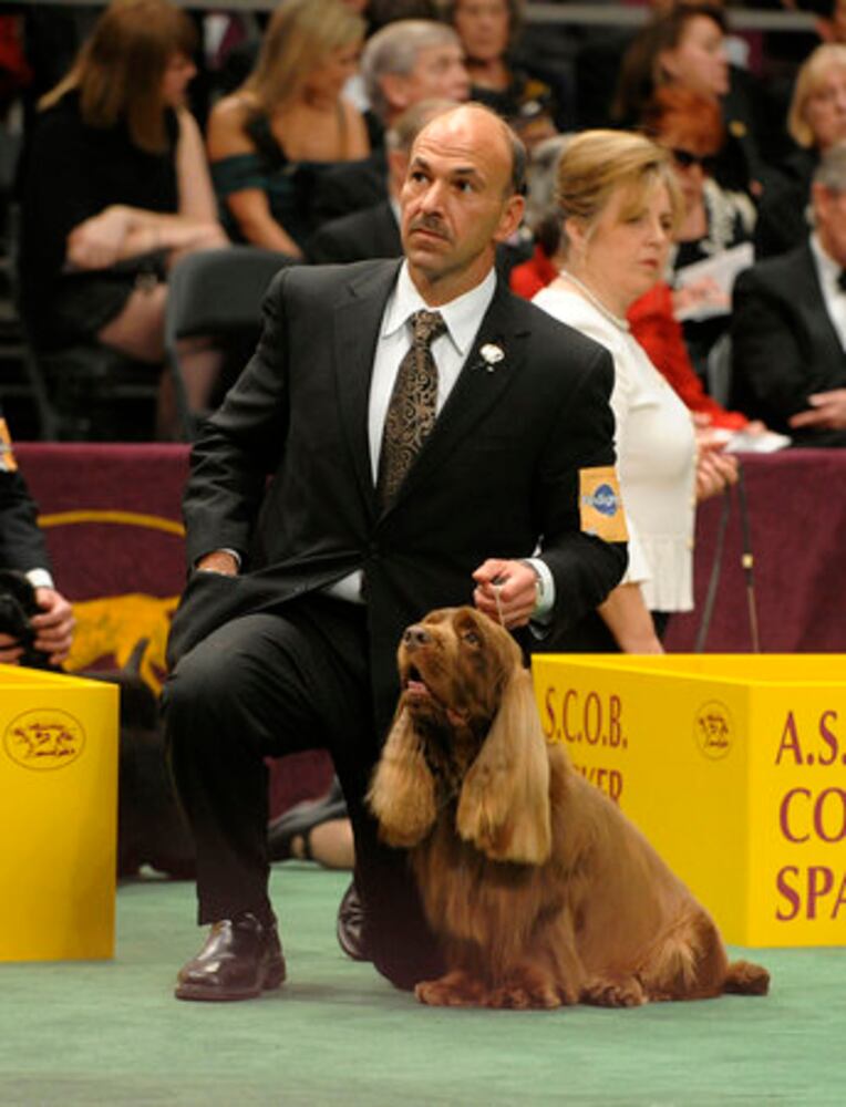 Westminster Dog Show finalists