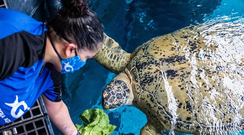 A staff member at the Georgia Aquarium feeds a green sea turtle. CONTRIBUTED: GEORGIA AQUARIUM