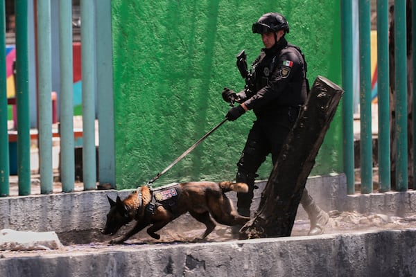 A K-9 police dog sniffs the ground at a park in Mexico City, Friday, April 11, 2025. (AP Photo/Marco Ugarte)
