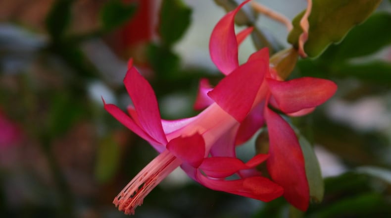Expect lots of flowering after repotting your Christmas cactus. CONTRIBUTED BY WALTER REEVES