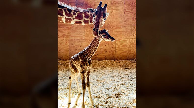 This photo provided by Animal Adventure Park shows April the Giraffe with her new male calf in Harpursville, New York. (Animal Adventure Park via AP)