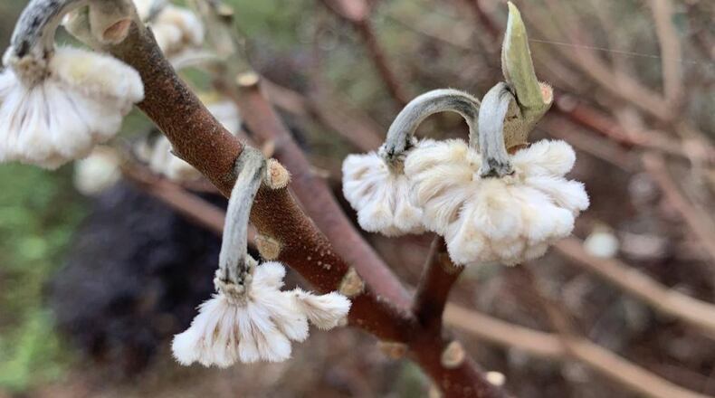 Barring cold damage (as shown here), paperbush flowers should be swollen and fragrant at this time of year. CONTRIBUTED BY WALTER REEVES