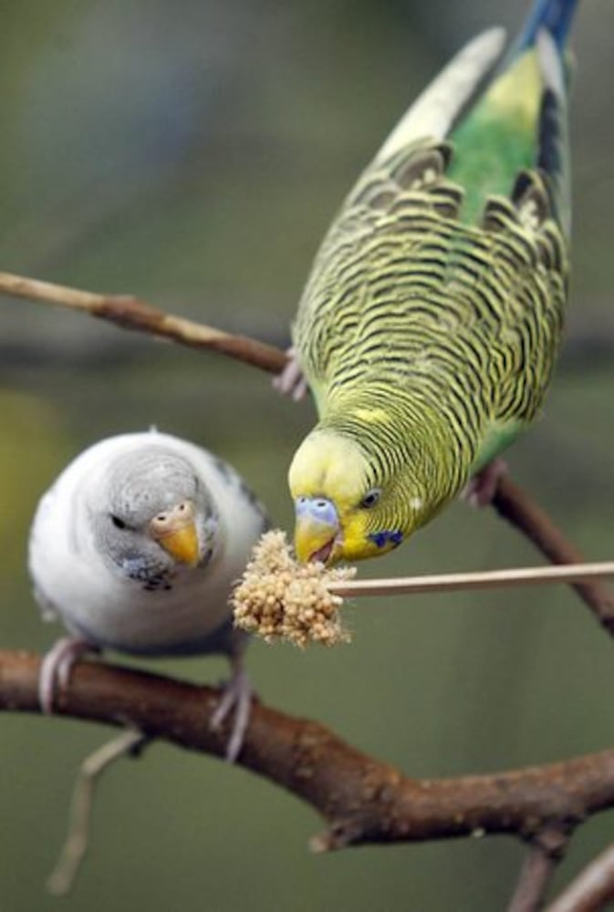 New aviary open at Zoo Atlanta