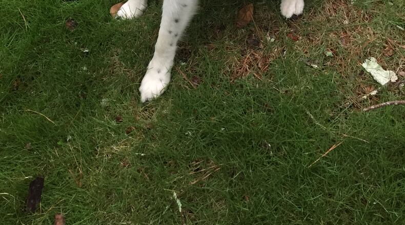 Deterring dogs from going where they want to be is nearly impossible. The two methods that usually work are training plus direct supervision or a fence. (Courtesy of Walter Reeves)