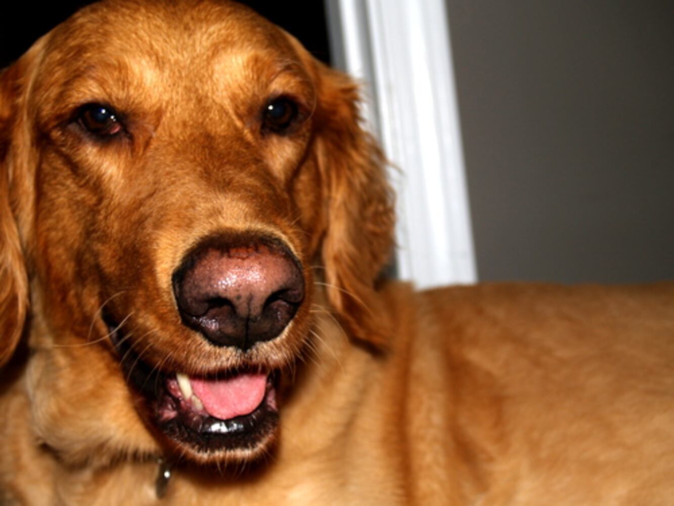 T.G.I.F. Atlanta's Smiling Pets 58