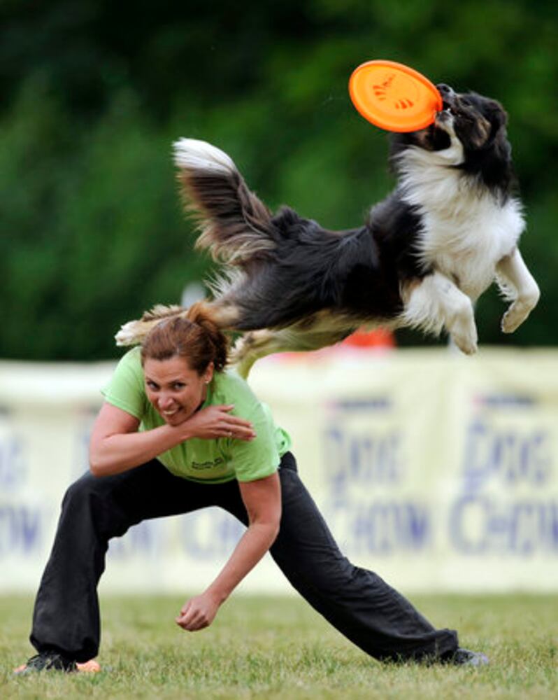 Dogs go for discs at the Skyhoundz Disc Dog Championship