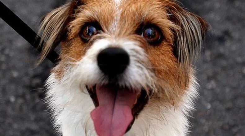 A couple’s request for a special-use permit allowing them to operate a pet boarding facility for about 40 dogs and eight cats has been approved by the Cherokee County Board of Commissioners. AJC FILE