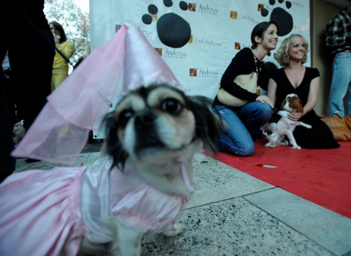 Dogs audition for 'It's Me or the Dog'