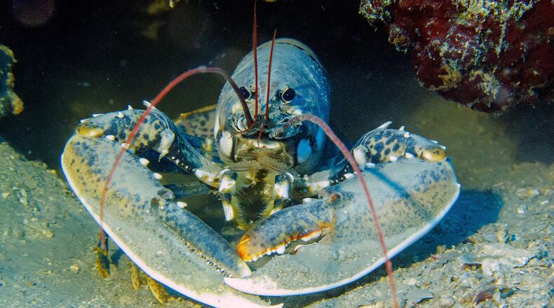 Blue lobsters occur due to a genetic mutation. (File photo via Pixabay.com)